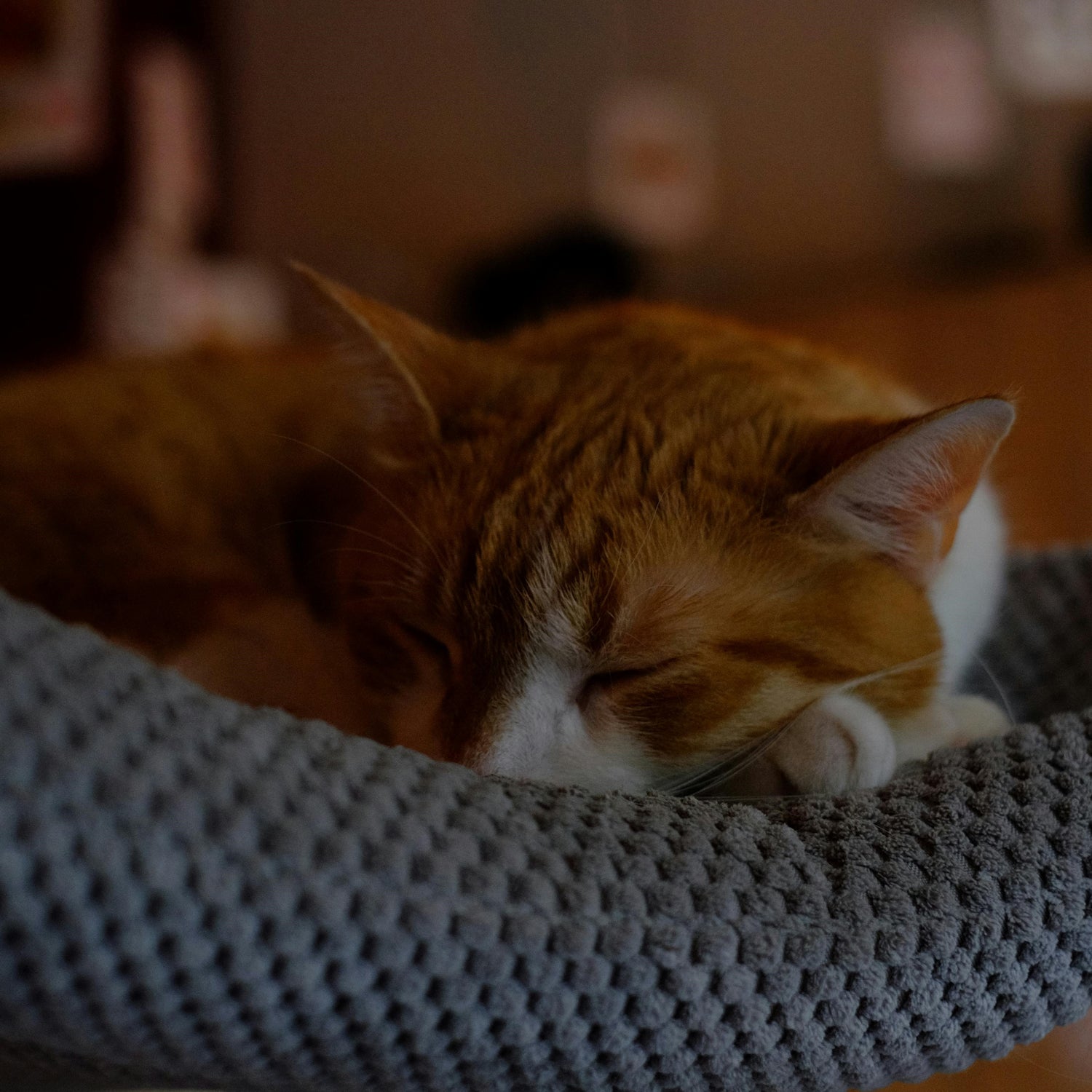 Orange and white cat sleeping on a textured gray surface with a blurred background
