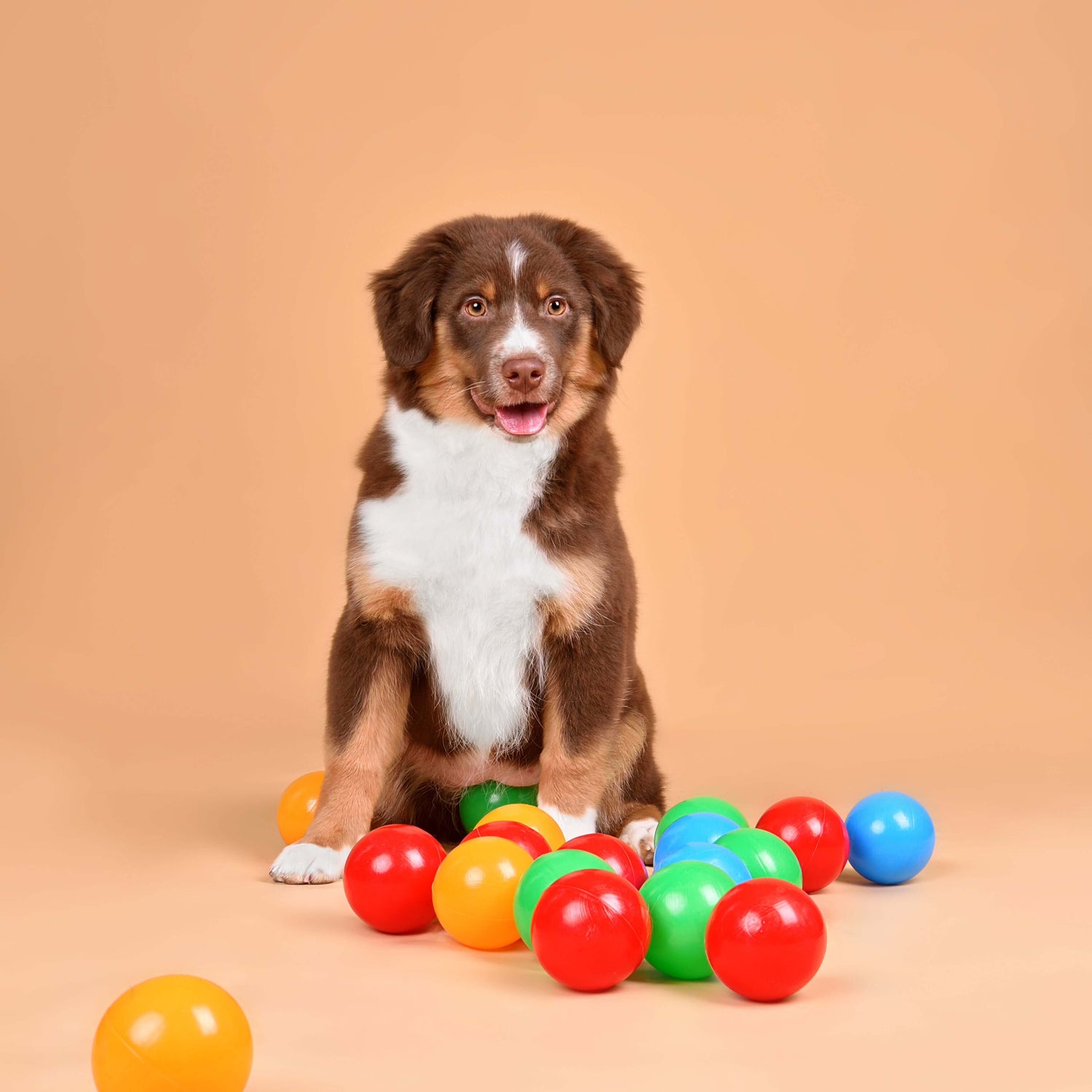 Dog surrounded by colorful balls on a beige background