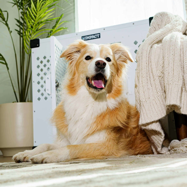 How to Keep Your Dog Mentally Stimulated at Home