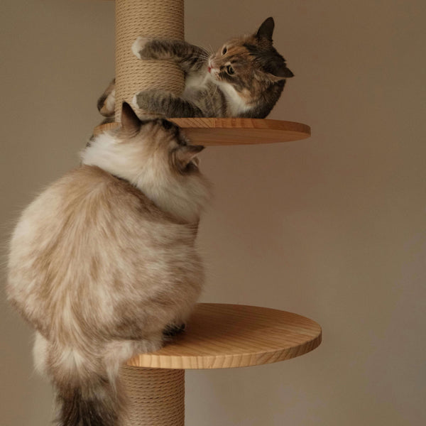 Why Your Cat Needs More Than Just a Scratching Post
