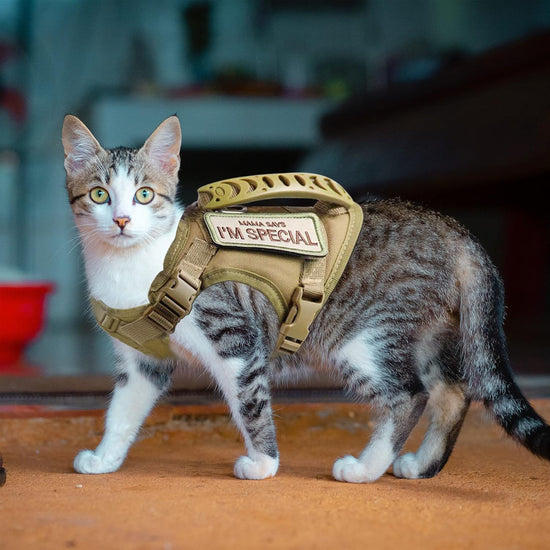 How to Fit a Cat Harness Properly (Step-by-Step Guide) - PawsiFypets