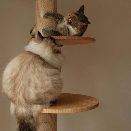 Why Your Cat Needs More Than Just a Scratching Post