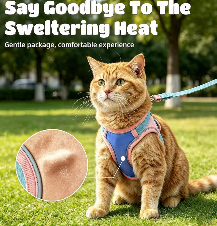 Cat wearing a blue harness in a park with text about heat relief Pawsifypets 