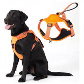 Black dog wearing an orange harness with a close-up of the harness on a white background