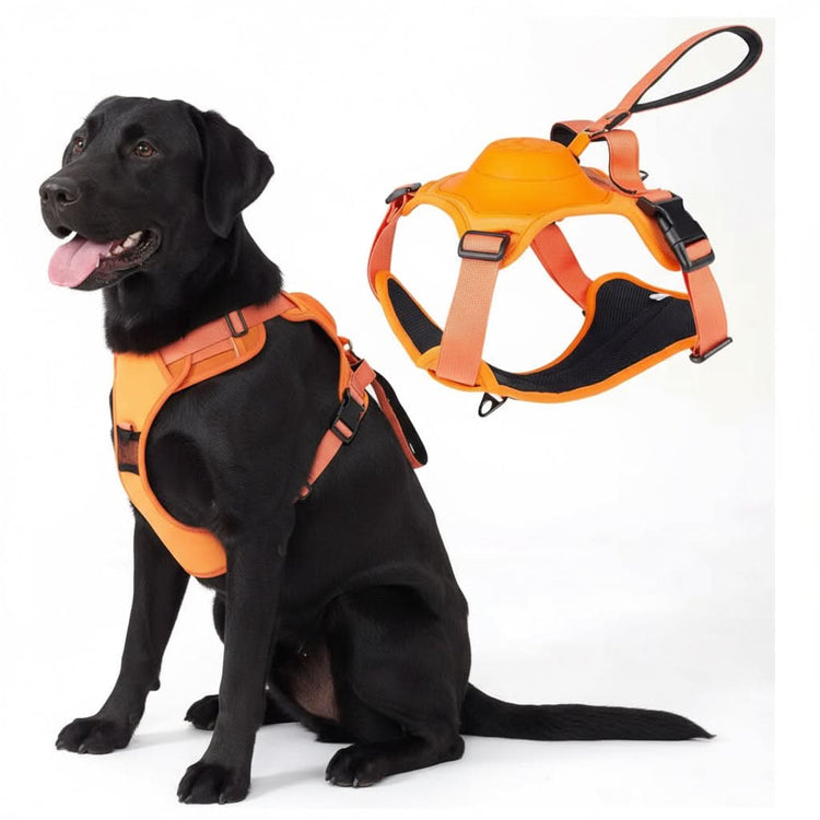 Black dog wearing an orange harness with a close-up of the harness on a white background