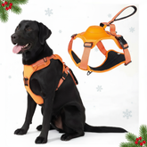 Black dog wearing an orange harness with a close-up of the harness on a white background.