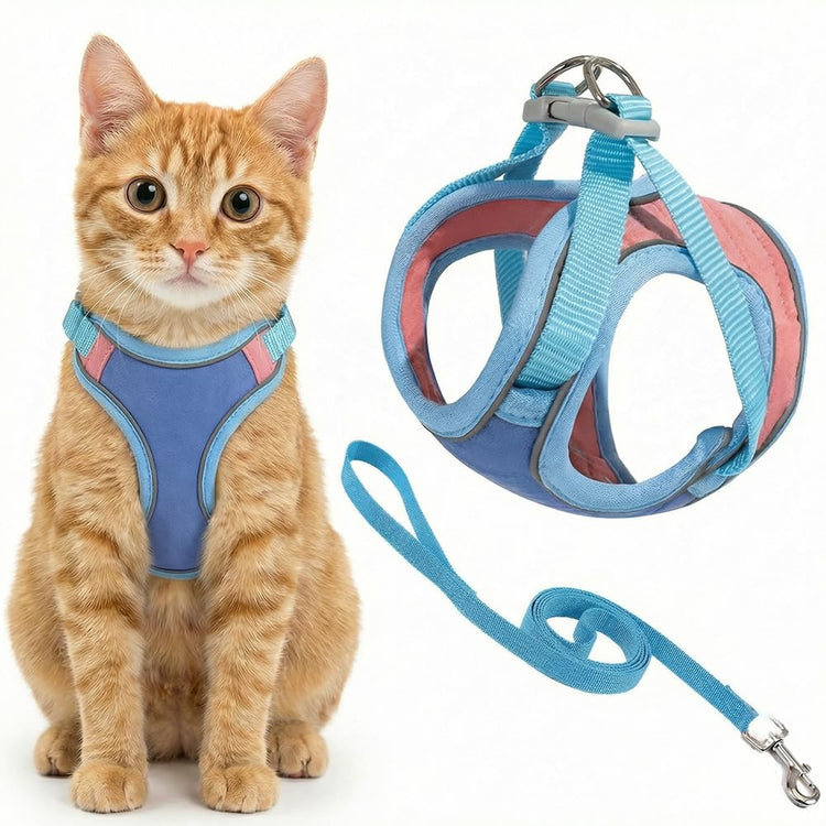Cat wearing a blue harness and leash set on a white background Pawsifypets 