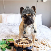 Canine Cap - PawsiFypets