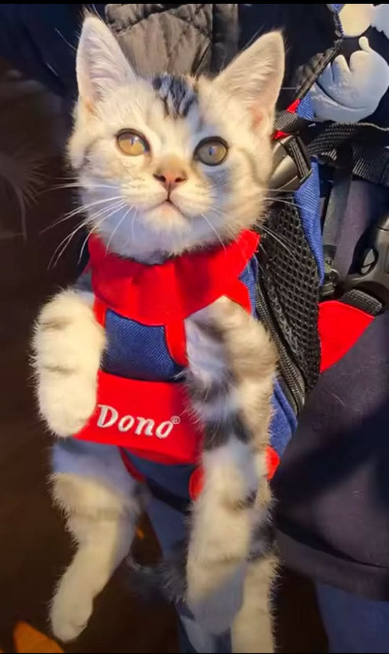 Cat wearing a red and blue vest with &
