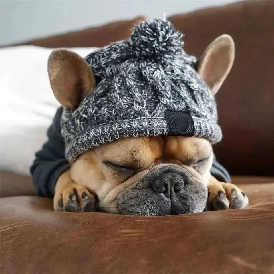 French bulldog sleeping on a couch wearing a cozy knit dog hat with a pom-pom