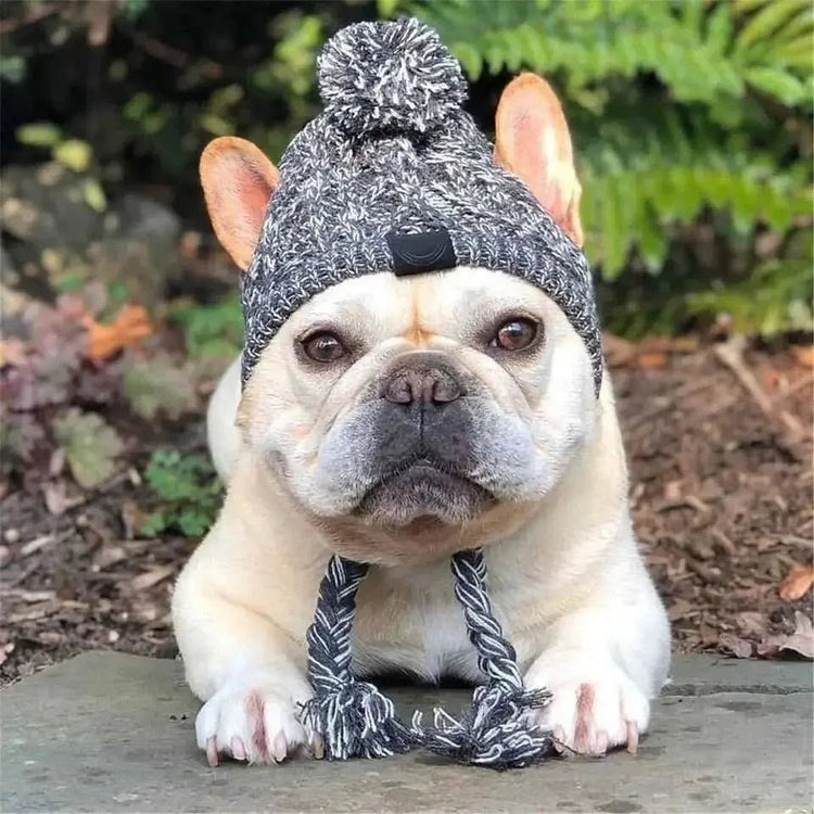 French bulldog wearing a cozy knit dog hat with pom-pom, outdoors on stone path