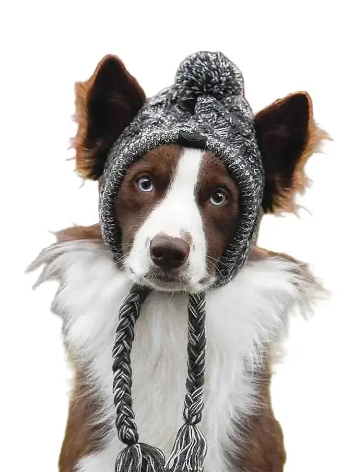 Brown and white dog wearing a cozy knit winter hat with ear flaps and braided tassels