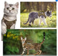 Cat Walking for Harness with Secure Chest Strap for kitten and cats - PawsiFypets