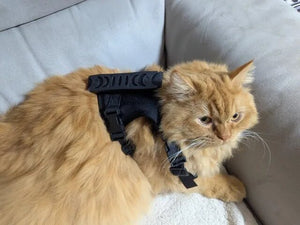 cat wearing tactical harness image 15 pawsifypets.jpg