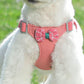 Small dog wearing a pink harness with plaid bow, adjustable straps, outdoors on grass