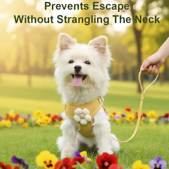 No - Pull Small Dog Harness & Matching Leash Set - PawsiFypets