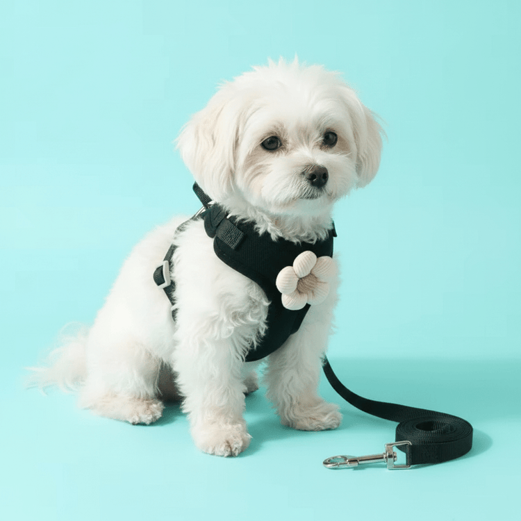 No - Pull Small Dog Harness & Matching Leash Set - PawsiFypets
