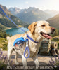 Pawsify™ Portable Dog Water Bottle – Leak - Proof Travel Water Bottle for Dogs - PawsiFypets