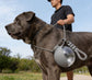 Pawsify™ Portable Dog Water Bottle – Leak - Proof Travel Water Bottle for Dogs - PawsiFypets
