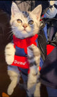 Pet Travel Backpack Carrier – Breathable Cat Carrier Backpack, Airline Approved Small Dog - PawsiFypets