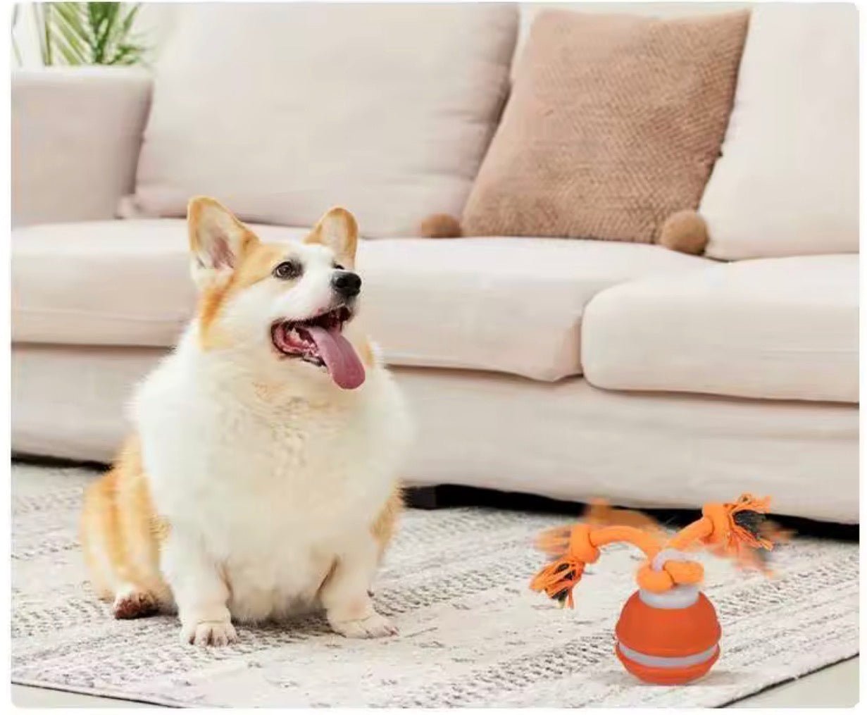 Premium Smart Interactive Pet Ball - PawsiFypets