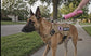 Pawsify™ Tactical Service Dog Harness Bundle | No-Pull & Escape-Proof