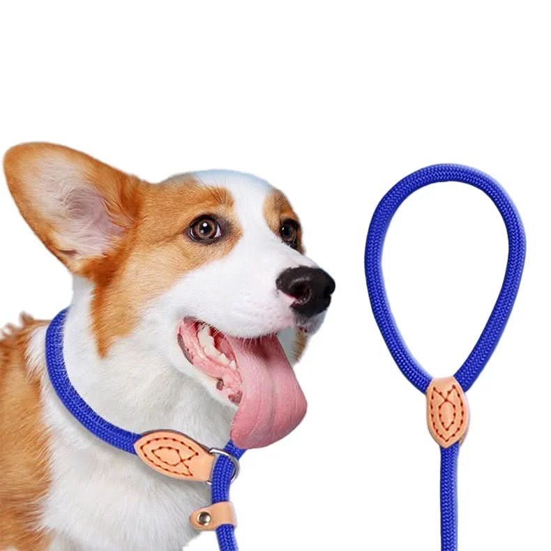 Dog wearing a blue rope collar and leash with leather accents, pet accessory closeup