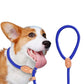 Dog wearing a blue rope collar and leash with leather accents, pet accessory closeup
