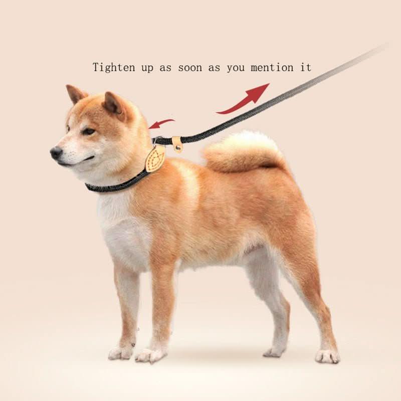 Dog wearing adjustable rope collar and leash, standing on neutral background