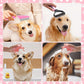 Dogs being groomed and bathed with pink grooming tools, including brushes and combs