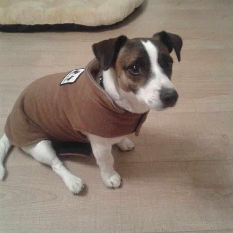 Small dog wearing a brown reversible winter coat on a wooden floor near a pet bed.