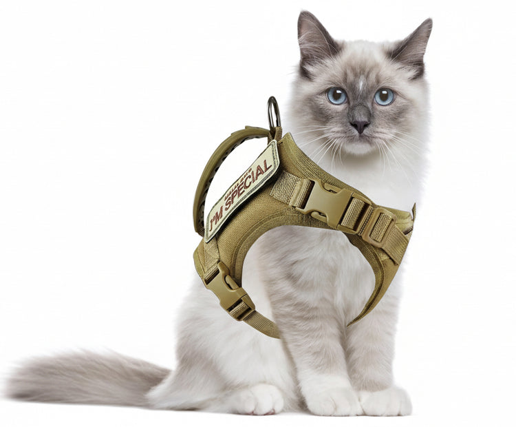 Cat wearing a green harness with &