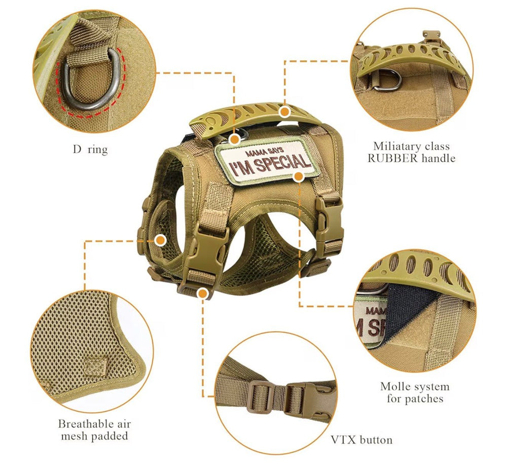 Cat Wearing Escape-Proof Harness Vest Outdoors - Cat Harness for Walking