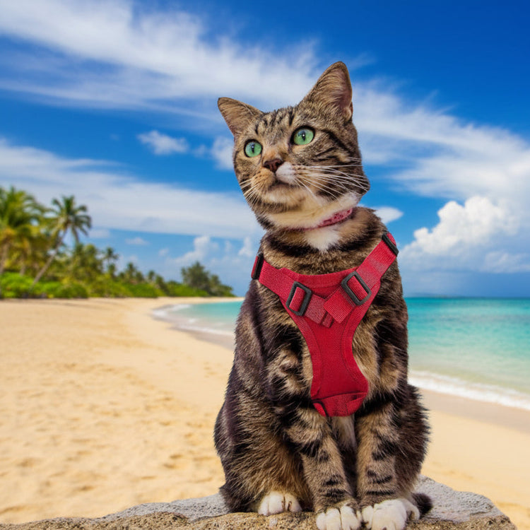 Cat wearing a red harness on a beach with blue sky and water in the background
