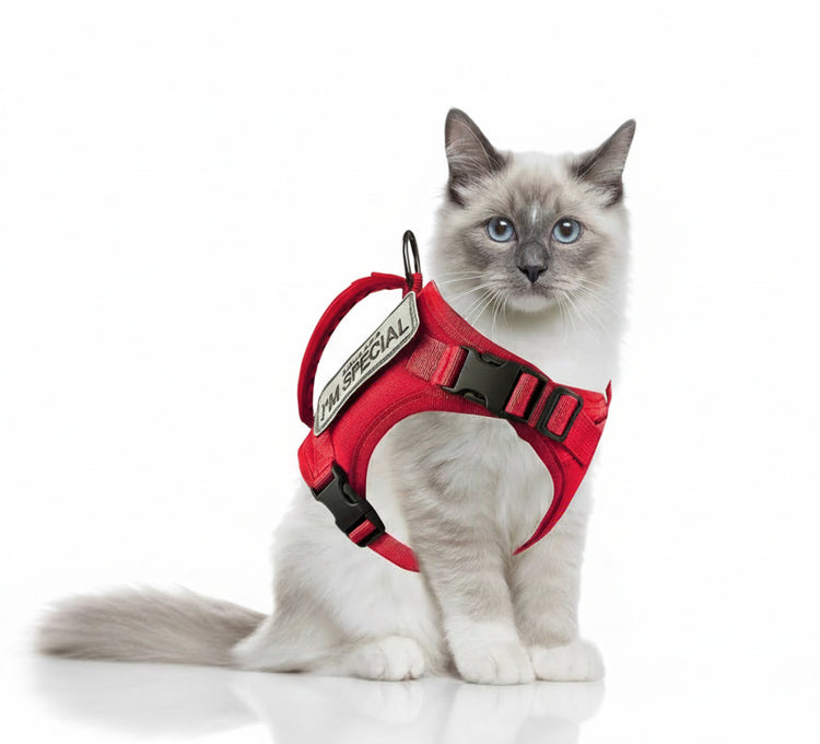 Cat wearing a red harness with a leash on a white background Pawsifypets 