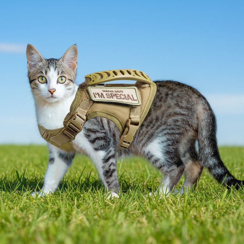 Cat wearing a tan harness with a sign that says 'Mama says I'm special' on a blurred background