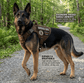 Tactical Service Dog Harness - Escape - Proof Vest with Handle + 4 Patches Included - PawsiFypets