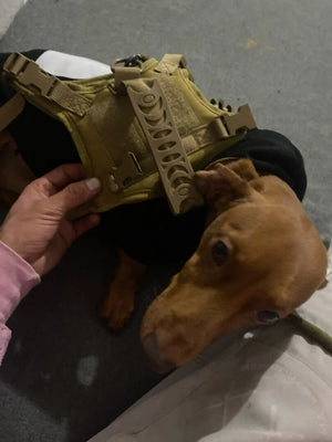 tactical harness dog wearing image 14.jpg
