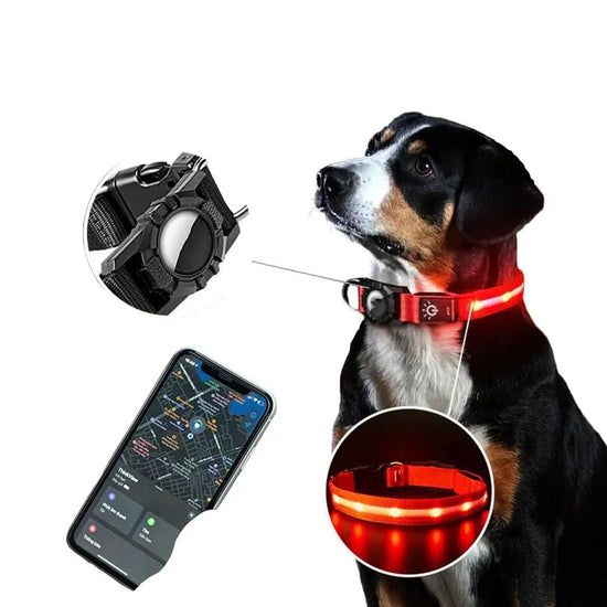 Dog wearing waterproof LED pet collar with GPS tracker and smartphone locator app